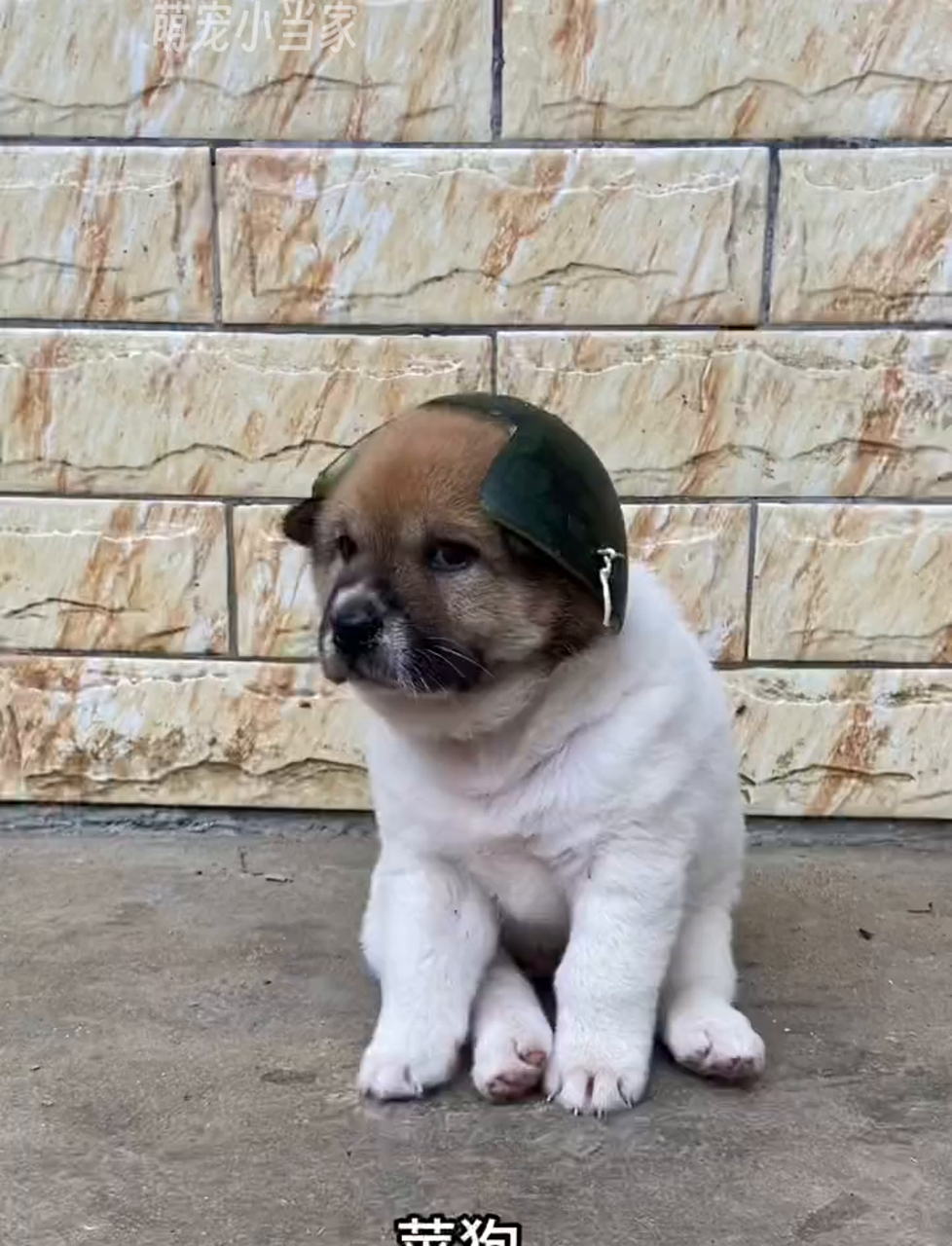 葡萄牙巨星赛后晒萌宠犬照片获粉丝点赞