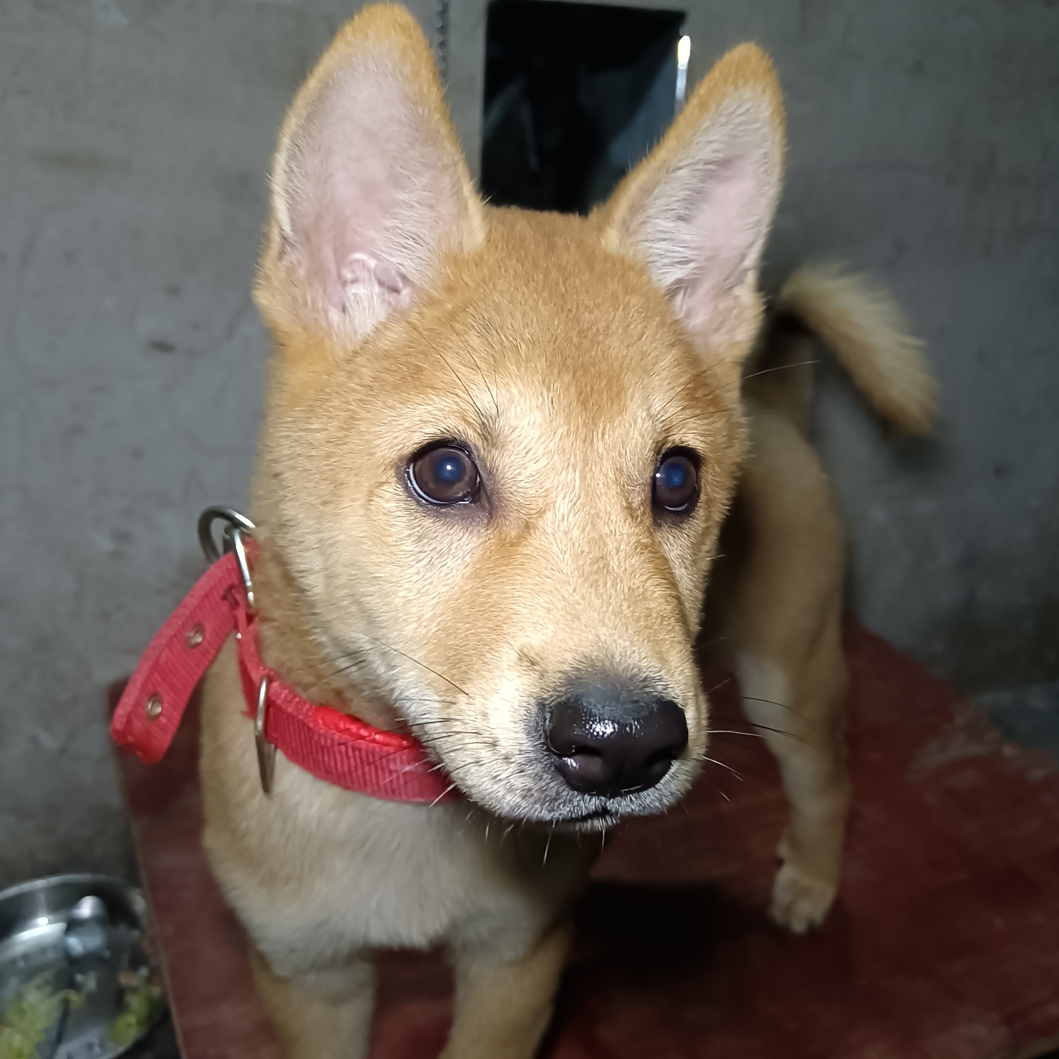 葡萄牙巨星赛后晒萌宠犬照片获粉丝点赞